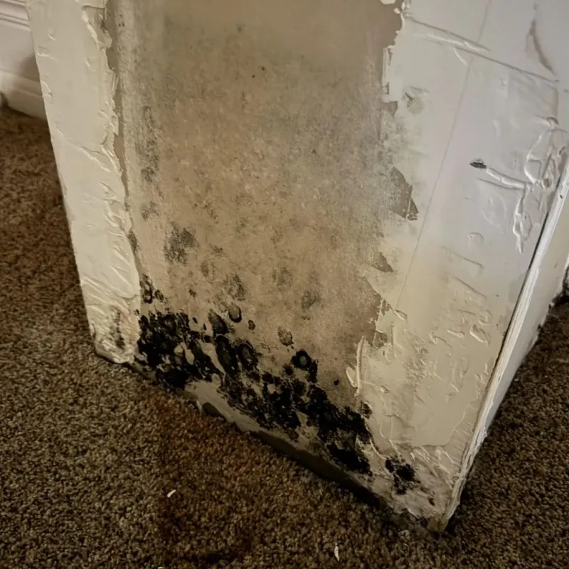 Professional Mold Removal in Hardin County, TX
